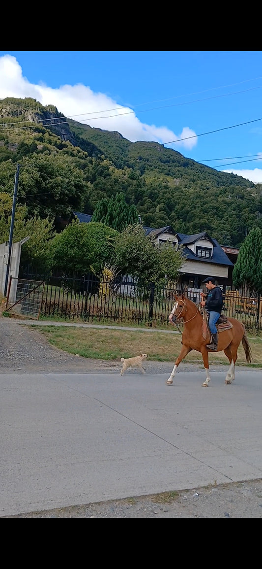 Horse Trekking